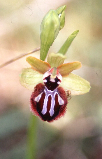 Ophrys incubacea, Monte Gargano.