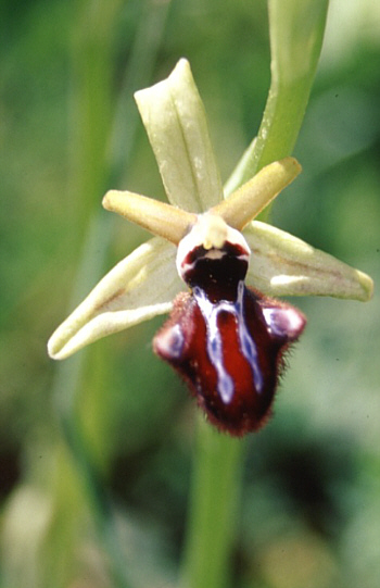 Ophrys incubacea, Monte Gargano.