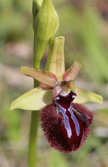 Ophrys incubacea, Mattinata.