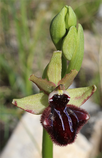 Ophrys incubacea, Mattinata.