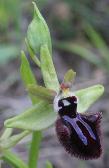 Ophrys incubacea, Monte Sacro.