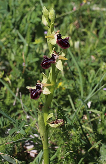 Ophrys incubacea, Massafra.