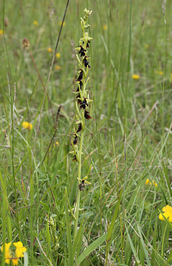 Ophrys insectifera, district Göppingen.