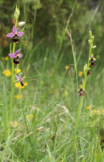 Ophrys insectifera, district Göppingen.