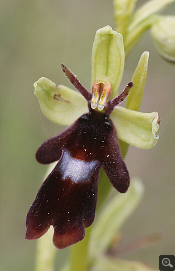 Ophrys insectifera, district Göppingen.