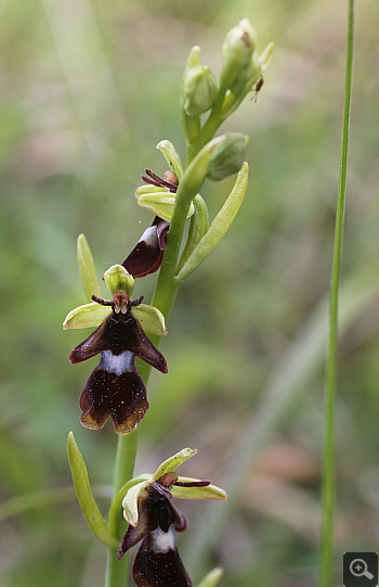 Ophrys insectifera, district Göppingen.