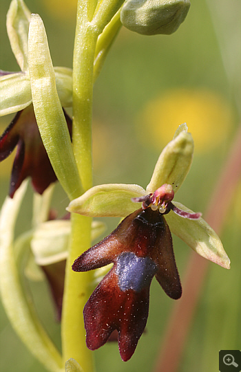 Ophrys insectifera, district Göppingen.