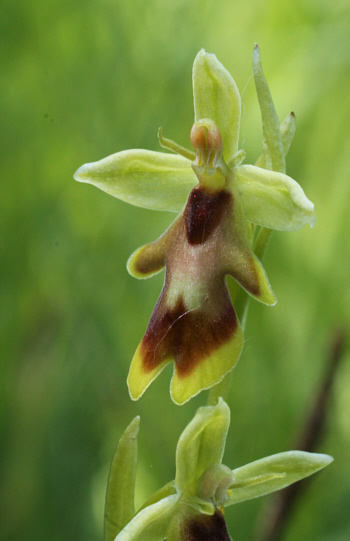 Ophrys insectifera, district Landsberg.