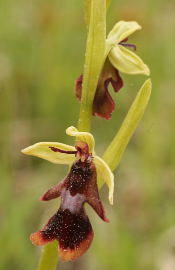 Ophrys insectifera, Neresheim.