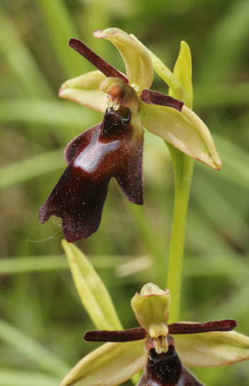 Ophrys insectifera, Kappel.