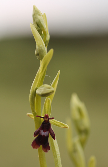 Ophrys insectifera, Neresheim.