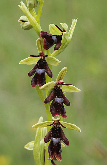 Ophrys insectifera, district Göppingen.