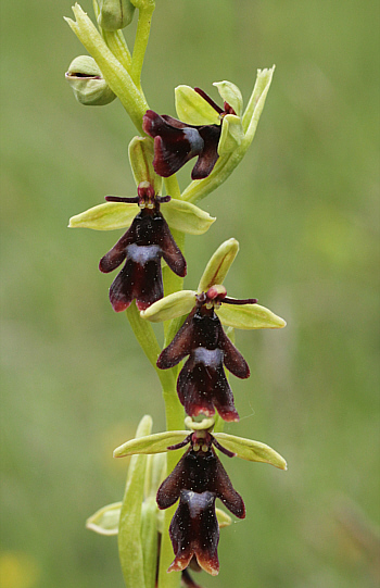 Ophrys insectifera, Landkreis Göppingen.