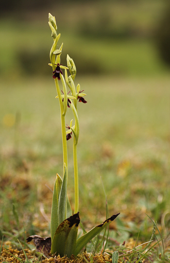 Ophrys insectifera, Neresheim.