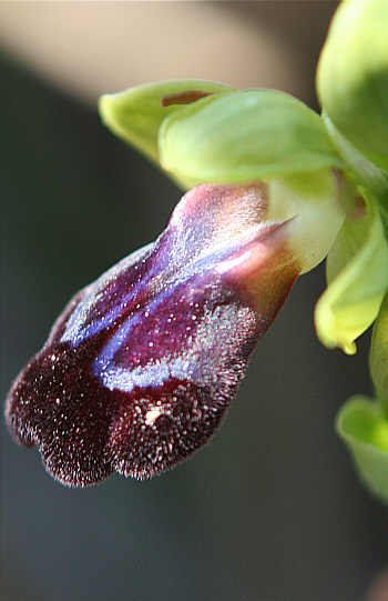 Ophrys iricolor, Kattavia.