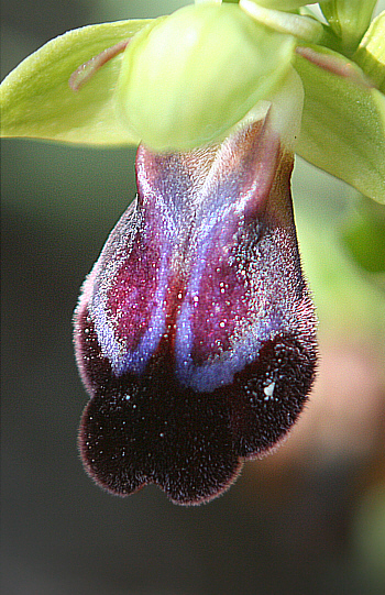 Ophrys iricolor, Kattavia.