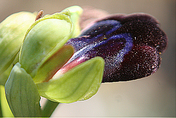 Ophrys iricolor, Kattavia.