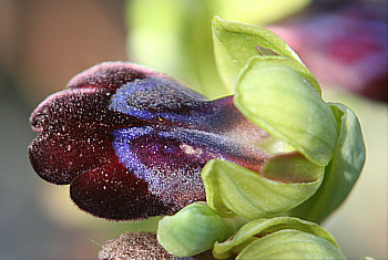 Ophrys iricolor, Kattavia.