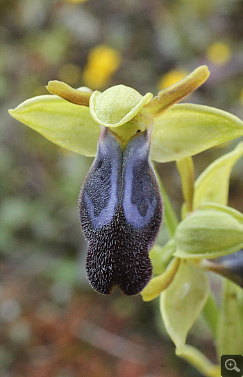 Ophrys iricolor, Nea Artaki.
