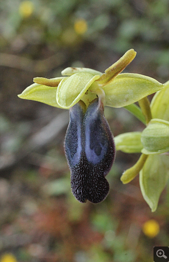 Ophrys iricolor, Nea Artaki.