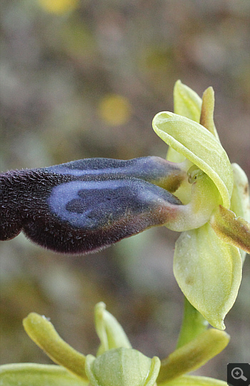 Ophrys iricolor, Nea Artaki.