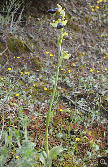 Ophrys iricolor, Nea Artaki.