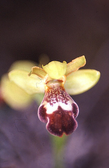 Ophrys israelitica, Mathikoloni.