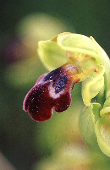 Ophrys israelitica, Mathikoloni.