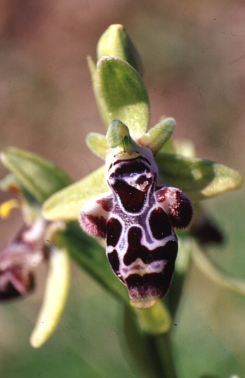 Ophrys kotschyi, Akrotiri.