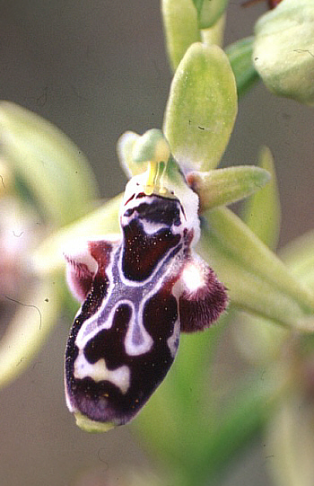 Ophrys kotschyi, Akrotiri.