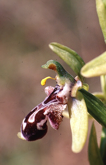Ophrys kotschyi, Akrotiri.