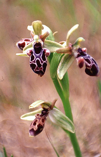 Ophrys kotschyi, Tochni.