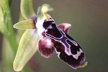 Ophrys kotschyi, Akrotiri.