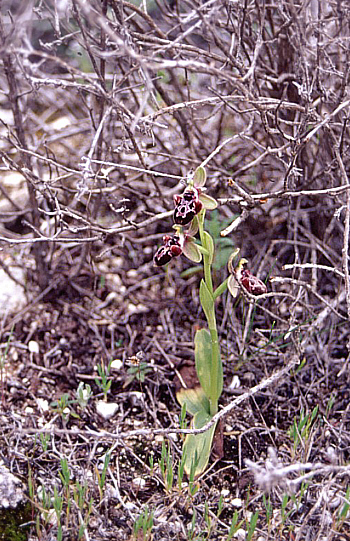 Ophrys kotschyi, Tochni.