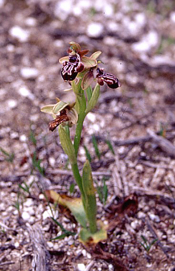 Ophrys kotschyi, Tochni.