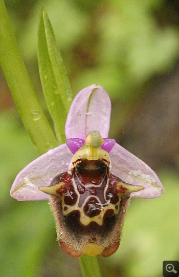 Ophrys lacaena, Areopolis.