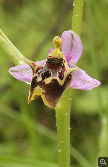 Ophrys lacaena, Areopolis.