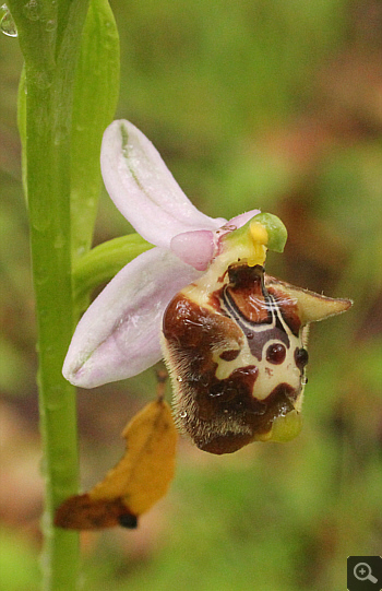 Ophrys lacaena, Areopolis.