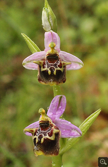 Ophrys lacaena, Areopolis.