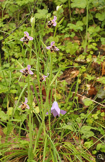 Ophrys lacaena, Areopolis.