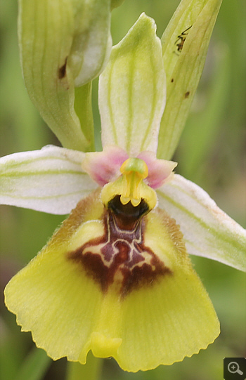 Ophrys lacaitae, Rionero Sannitico.