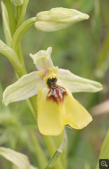 Ophrys lacaitae, Rionero Sannitico.