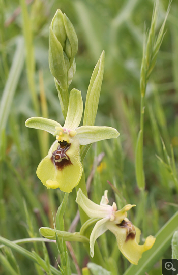 Ophrys lacaitae, Rionero Sannitico.