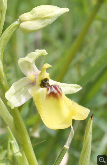 Ophrys lacaitae, Rionero Sannitico.