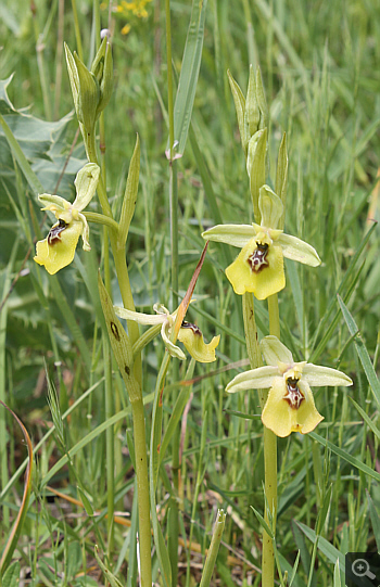 Ophrys lacaitae, Rionero Sannitico.