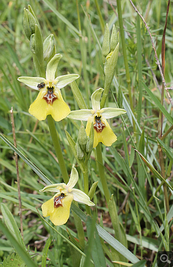 Ophrys lacaitae, Rionero Sannitico.