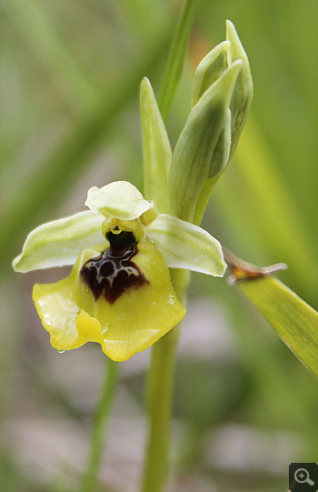 Ophrys lacaitae, Rionero Sannitico.