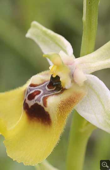 Ophrys lacaitae, Rionero Sannitico.