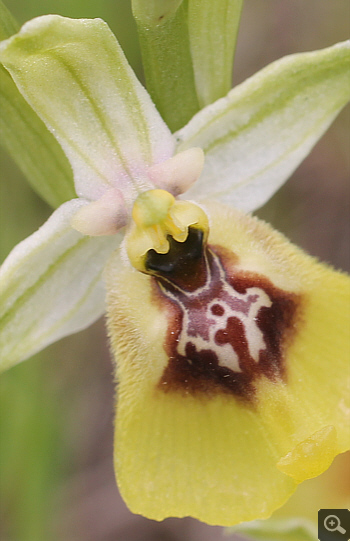 Ophrys lacaitae, Rionero Sannitico.