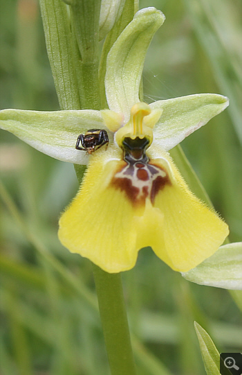 Ophrys lacaitae, Rionero Sannitico.